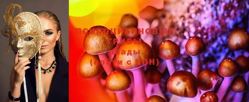 Псилоцибиновые грибы Psilocybe  купить   Ялуторовск 